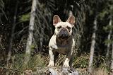 BOULEDOGUE FRANCAIS 233